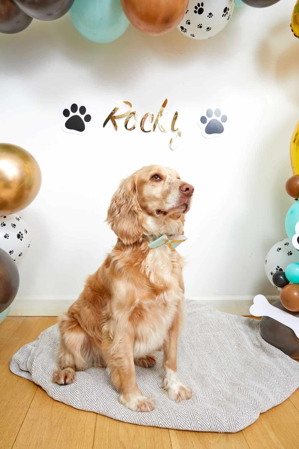 Personalised Dog Banner name